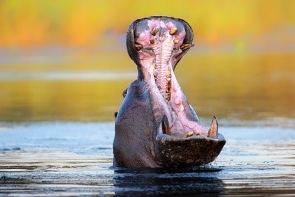 Flusspferd - Die 10 gefährlichsten Tiere Afrikas