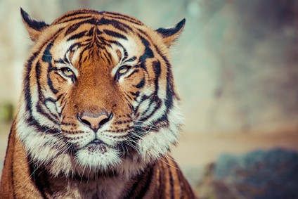 Tiger - Reisetipp Indien