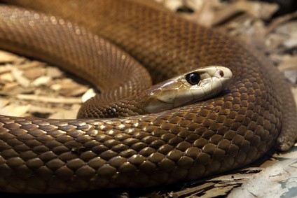 Taipan - Die 10 giftigsten Tiere Australiens