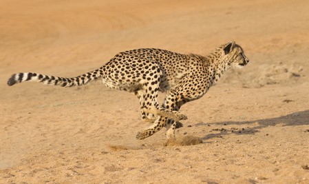 Gepard - Die 10 schnellsten Landtiere der Welt