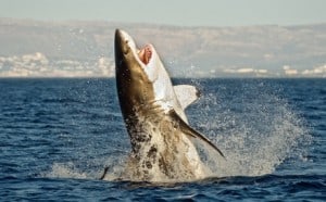 Great White Shark (Carcharodon carcharias) in an attack