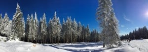 Winterwald mit blauen Himmel