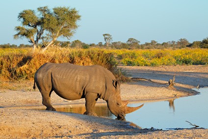 Nashorn