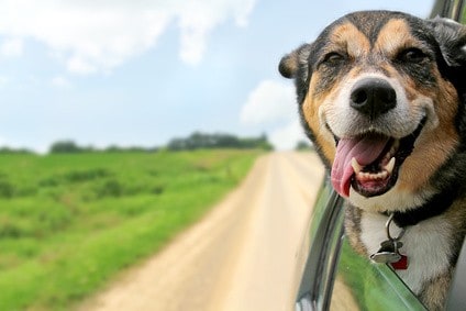 Reisen mit Hund