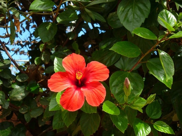 Reiseblogonline-tipps-zur-reisefotografie-hibiskus