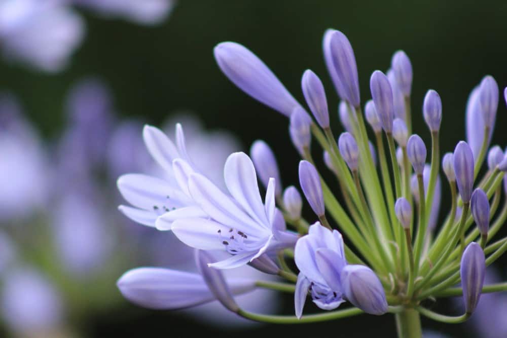 Reiseblogonline-tipps-zur-reisefotografie-makro-blumen