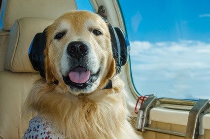 Reiseblog-Fliegen-mit-den-Hund_a