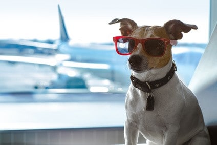 Reiseblog-Fliegen-mit-den-Hund_