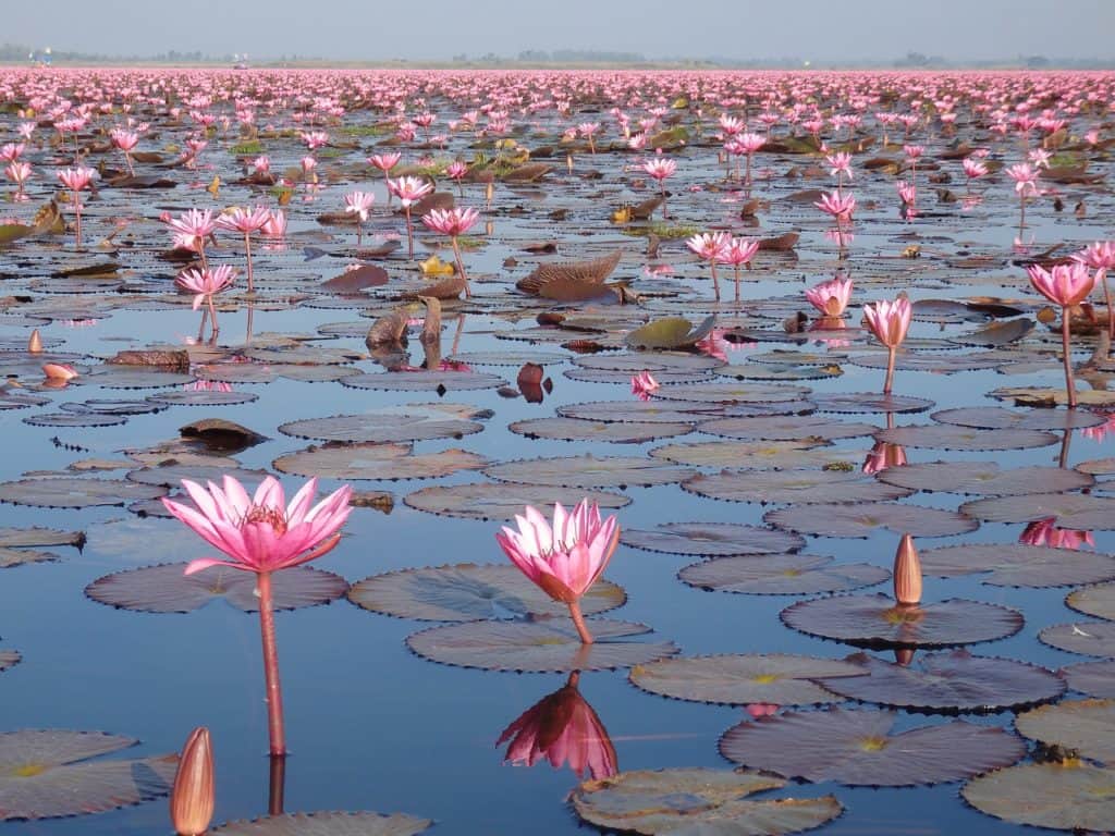 Die 10 besten Reiseziele von Thailand_Udon-Thani-red-lotus-sea