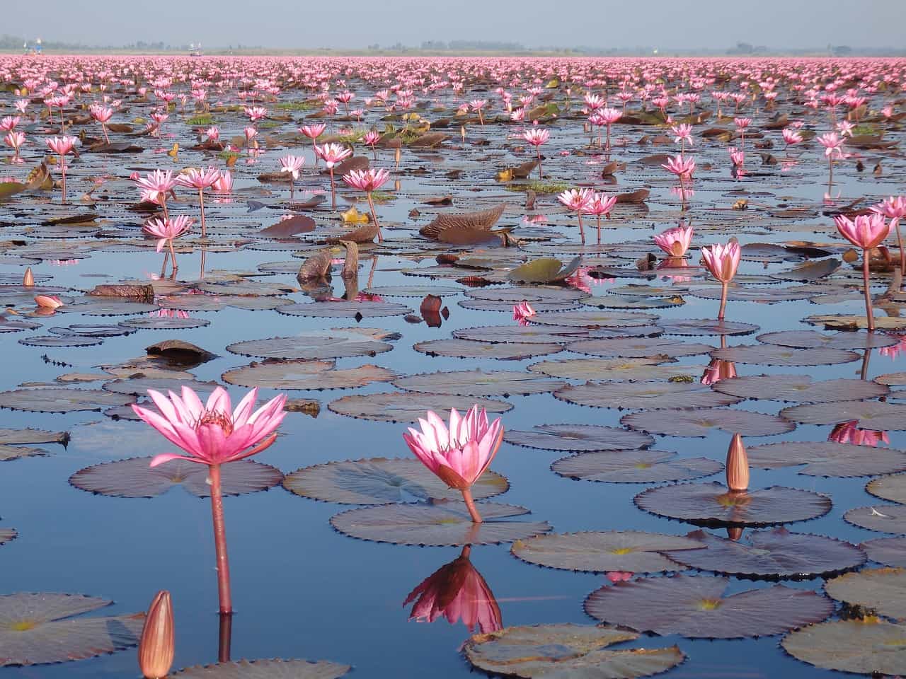 Die 10 besten Reiseziele von Thailand_Udon-Thani-red-lotus-sea