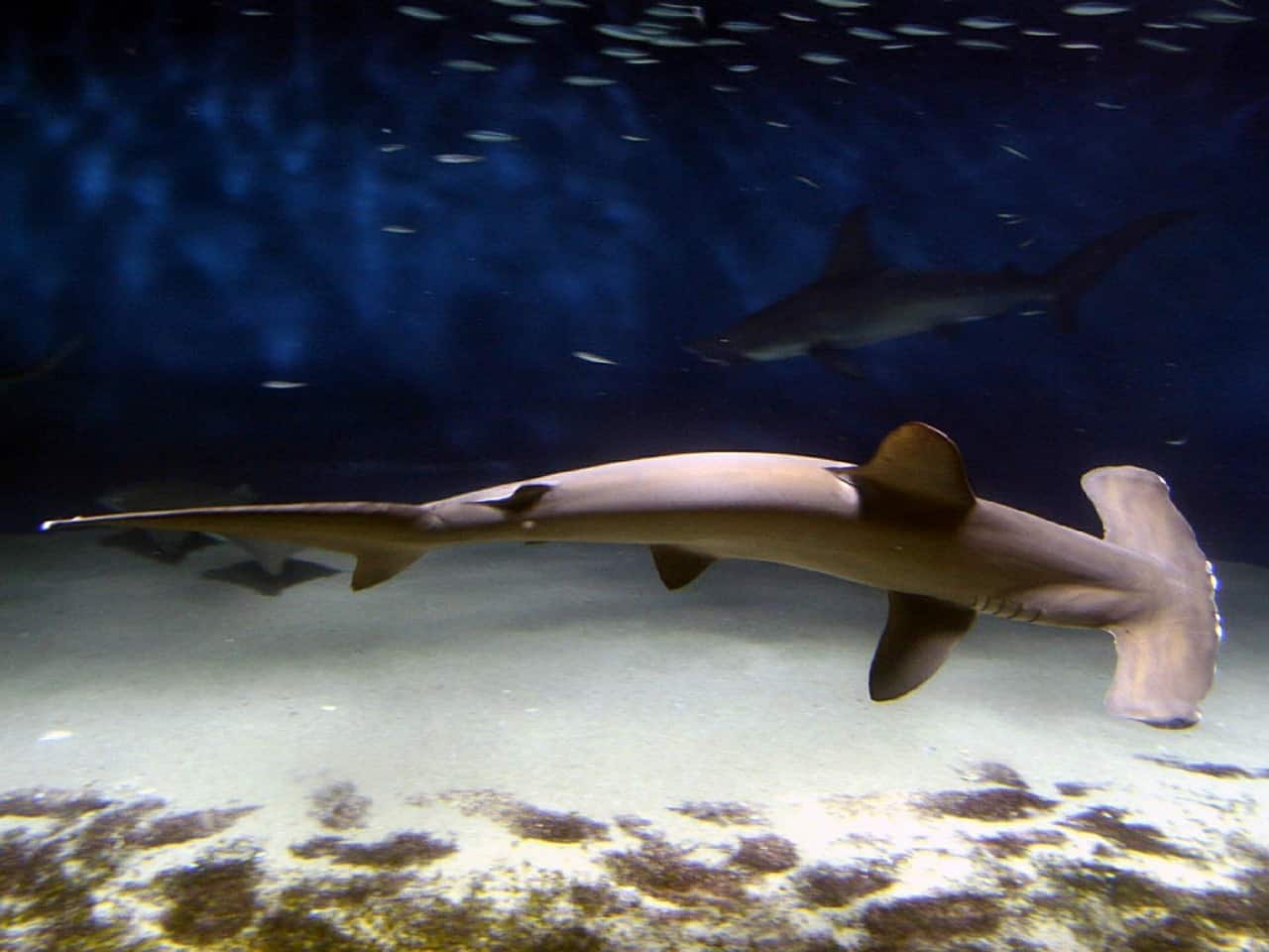 Die gefährlichsten Haie der Welt _ Hammerhai