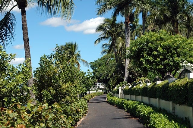 Florida_palm-beach