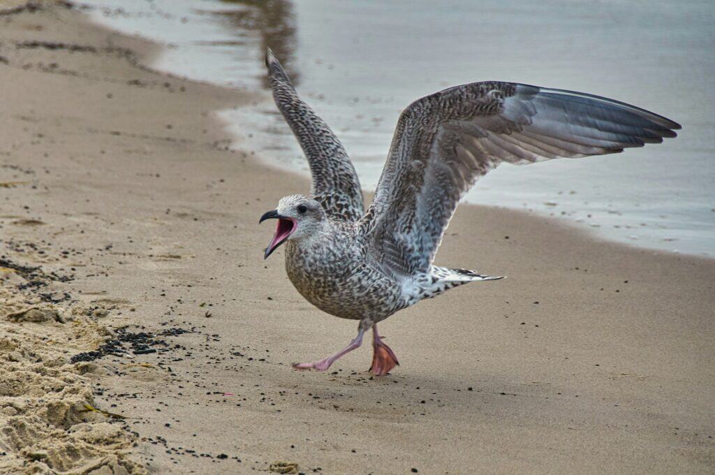 Eine Möw am Strand von Binz auf Rügen