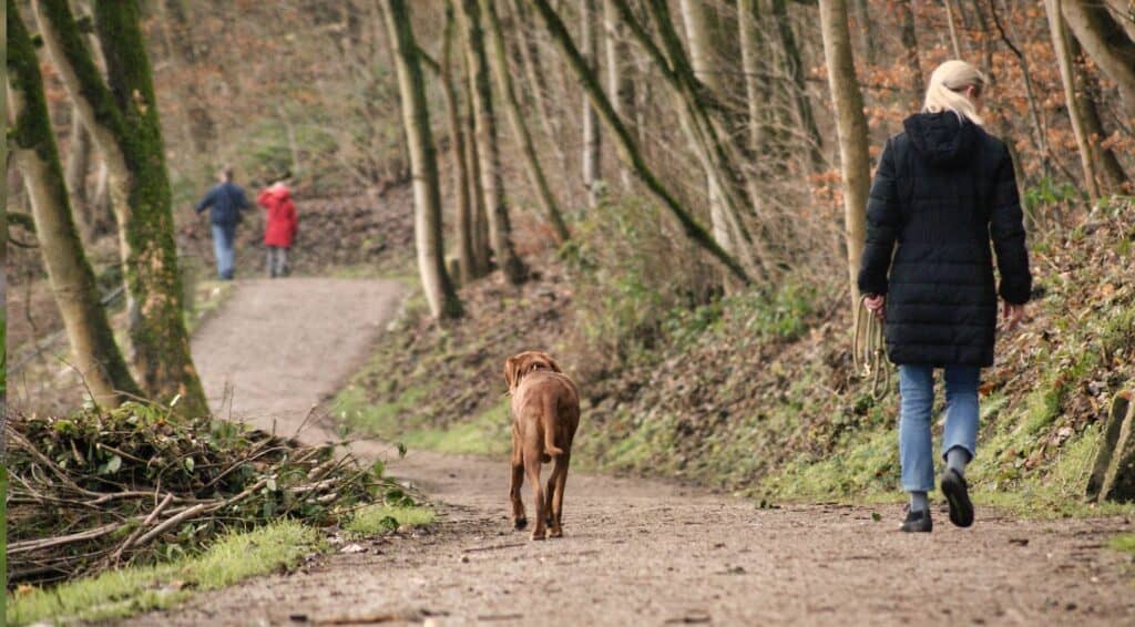 Wandertag mit Hund im Harz planen