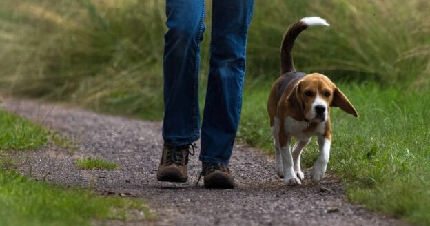 Hund beim Wandern im Harz
